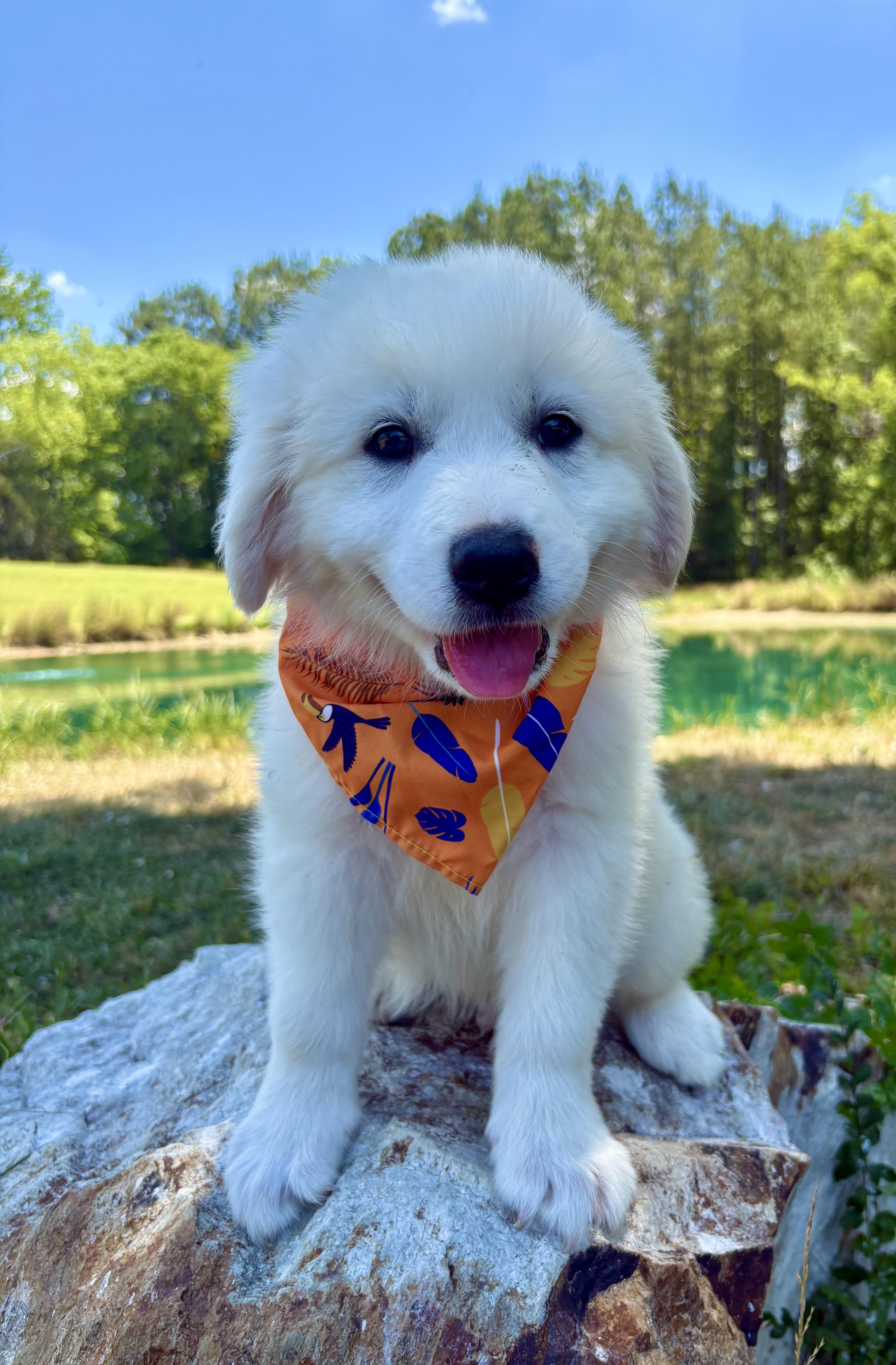 Fluffernutter, adopted, Puppy Male Great Pyrenees.