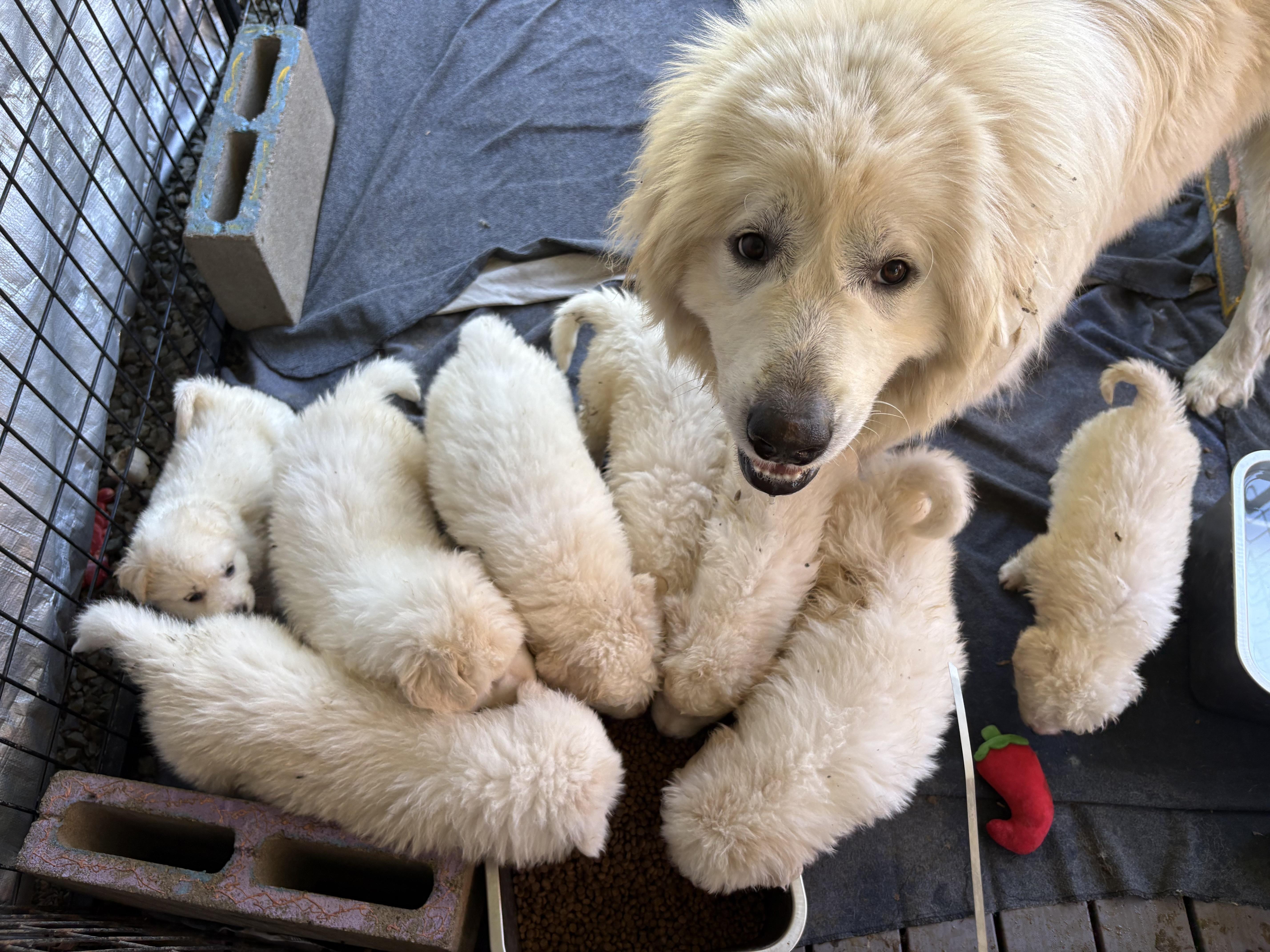 Fluffernutter, an adopted Great Pyrenees in Pittsboro, NC image 5/5