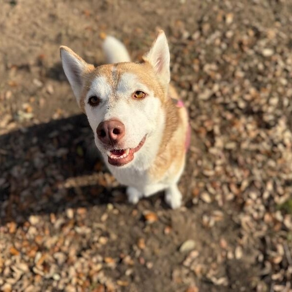 Daphne Lovelight Supreme — thumbnail 4