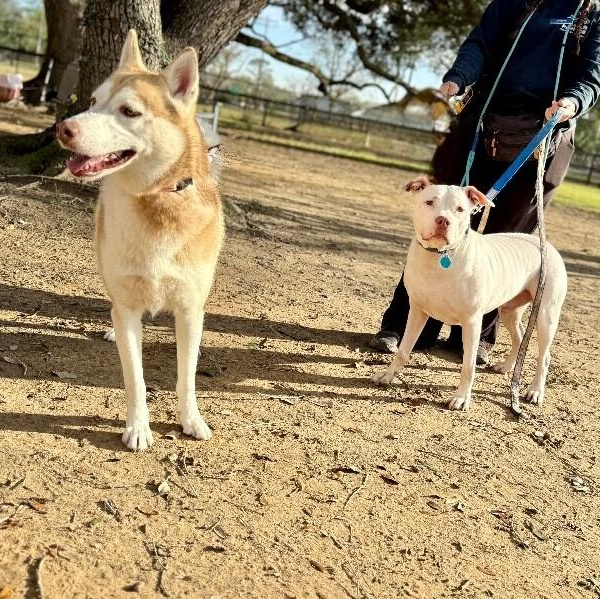 Daphne Lovelight Supreme — thumbnail 5