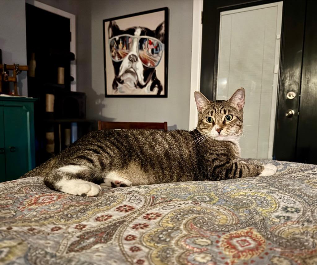 Prince, ADOPTABLE, Young • Male, Domestic Short Hair & American Bobtail.