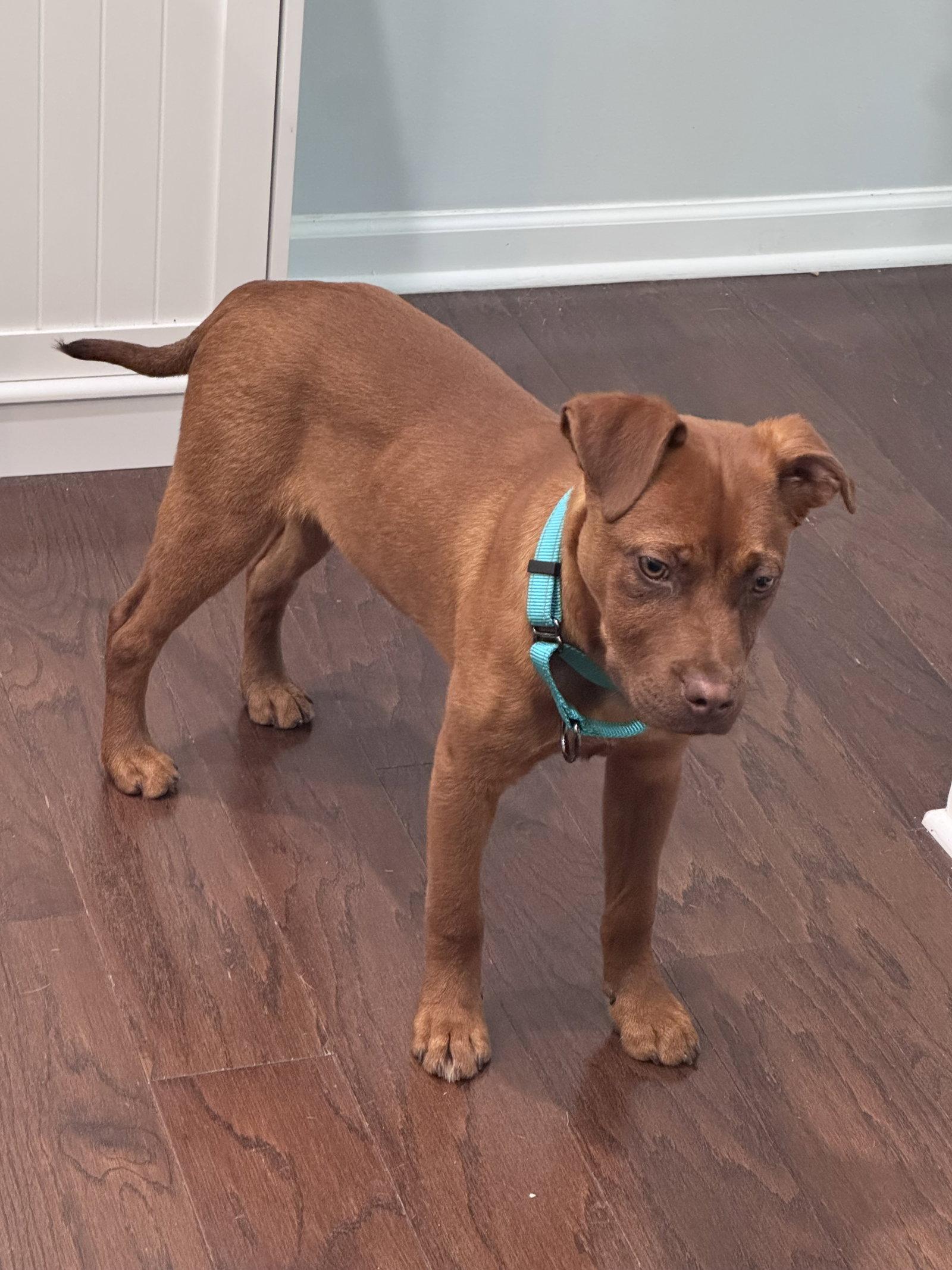Red, Adoptable, Young Male Shepherd.