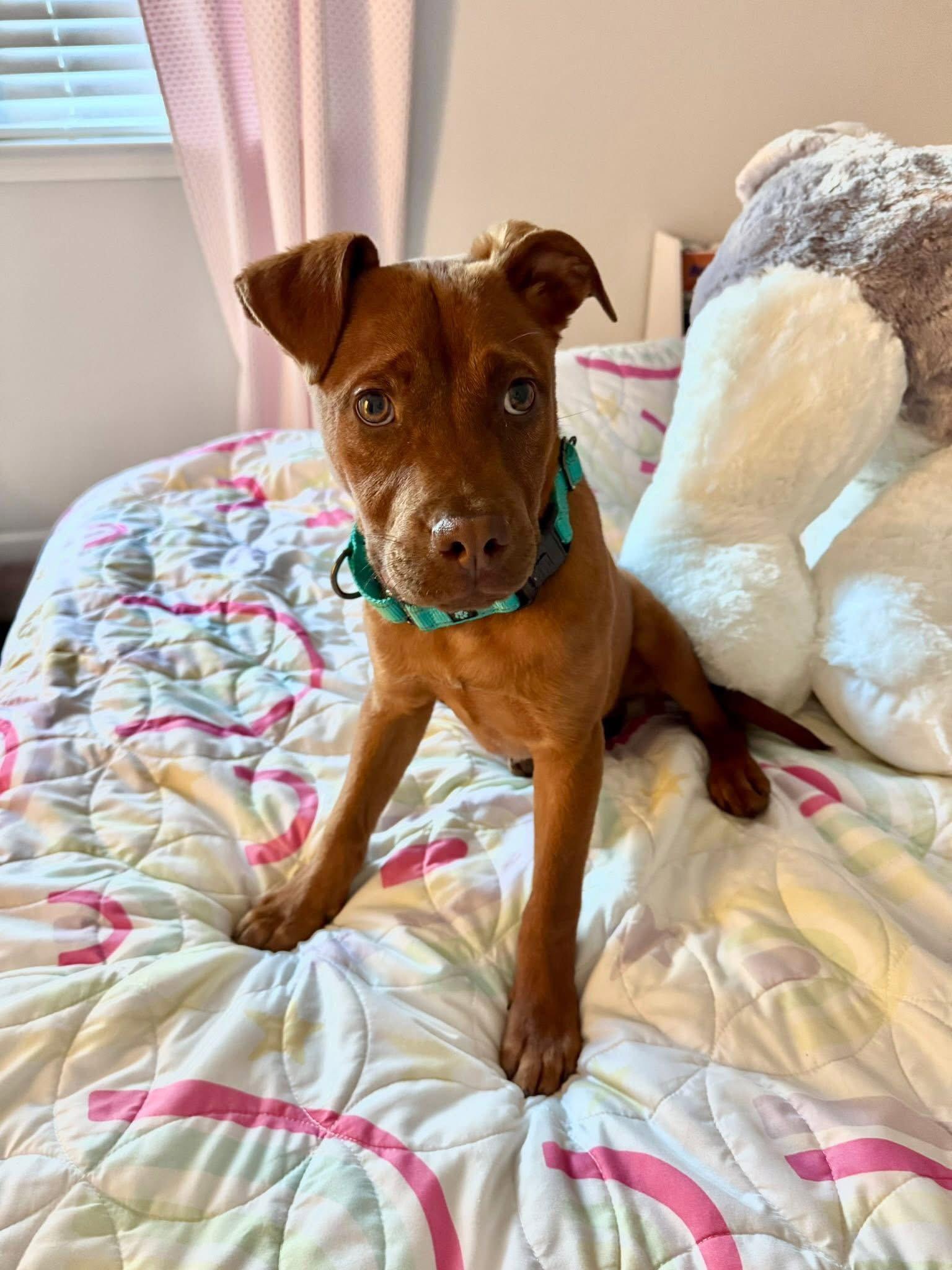 Enlarge Red, a Adoptable Shepherd in Tonawanda, NY image 3/3