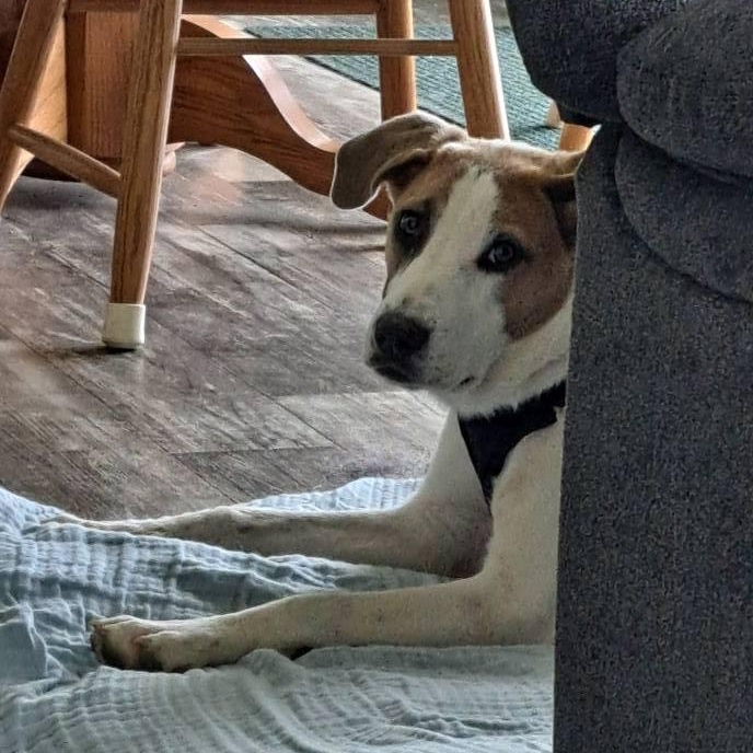 Enlarge Honey, a ADOPTABLE Mixed Breed in Woolwich, ME image 3/4