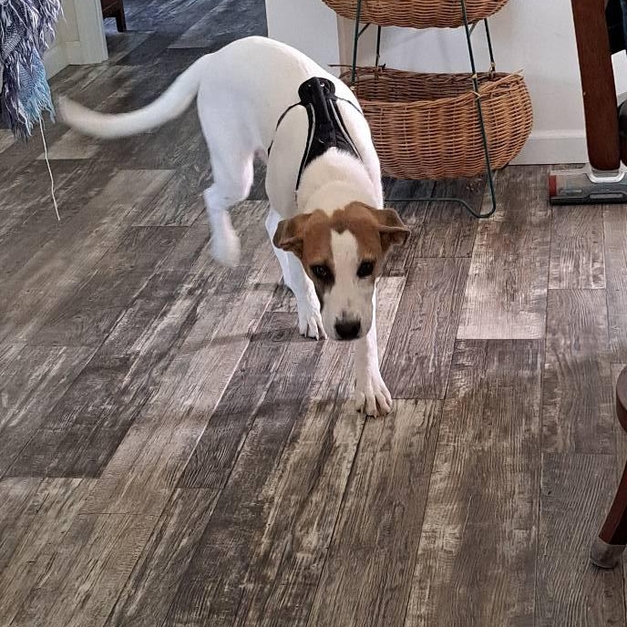 Honey, ADOPTABLE, Young Female Mixed Breed.