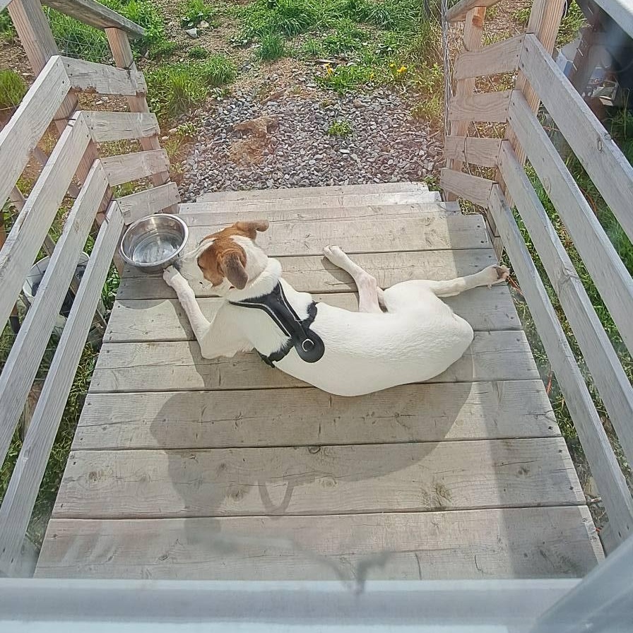 Enlarge Honey, a ADOPTABLE Mixed Breed in Woolwich, ME image 4/4