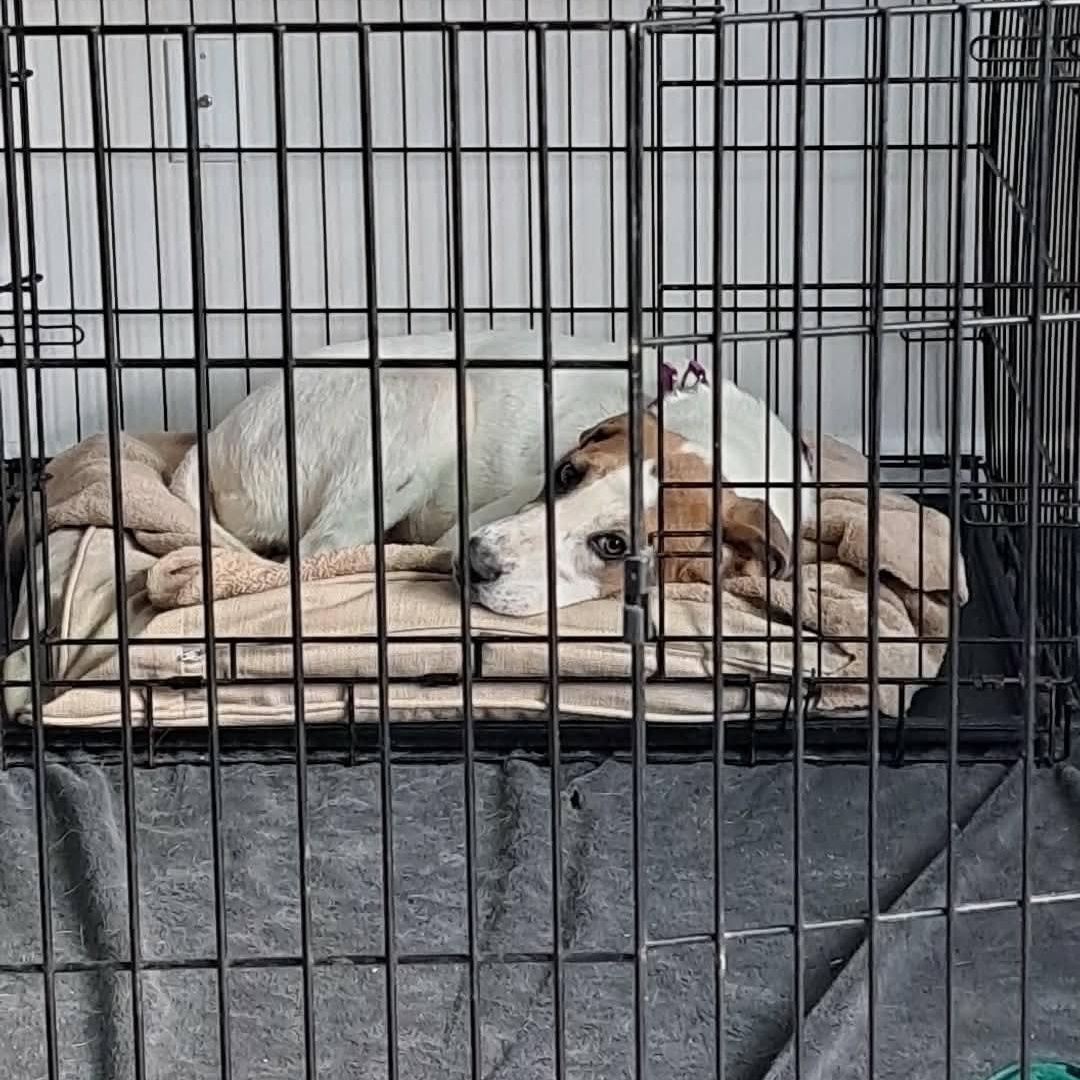 Enlarge Honey, a ADOPTABLE Mixed Breed in Woolwich, ME image 2/4