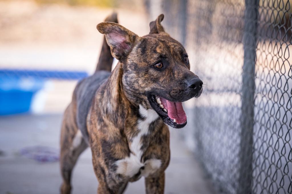 Rocky (Bruiser), a Adoptable mixed breed in Twentynine Palms, CA image 3/4
