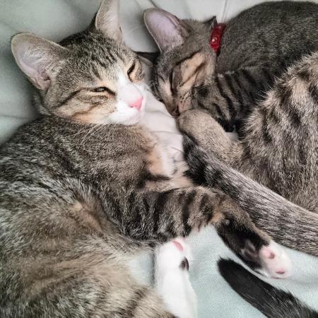 Calispell - Bonded w/ Tico. In foster!, a Adoptable Domestic Short Hair in Flagstaff, AZ image 1/6