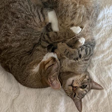 Calispell - Bonded w/ Tico. In foster!, a Adoptable Domestic Short Hair in Flagstaff, AZ image 2/6