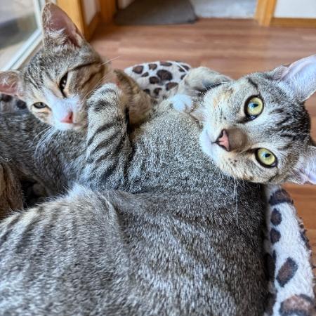 Calispell - Bonded w/ Tico. In foster!, a Adoptable Domestic Short Hair in Flagstaff, AZ image 4/6