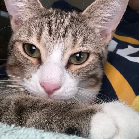 Calispell - Bonded w/ Tico. In foster!, a Adoptable Domestic Short Hair in Flagstaff, AZ image 5/6