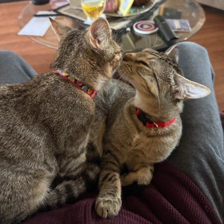 Calispell - Bonded w/ Tico. In foster!, a Adoptable Domestic Short Hair in Flagstaff, AZ image 6/6