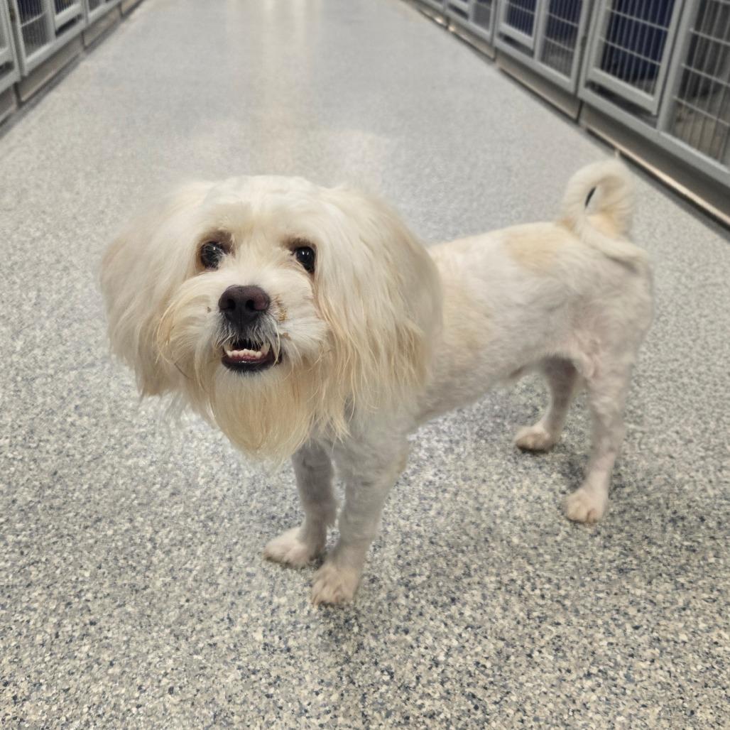CT Peppy, Adoptable, Young Male Maltese & Mixed Breed.