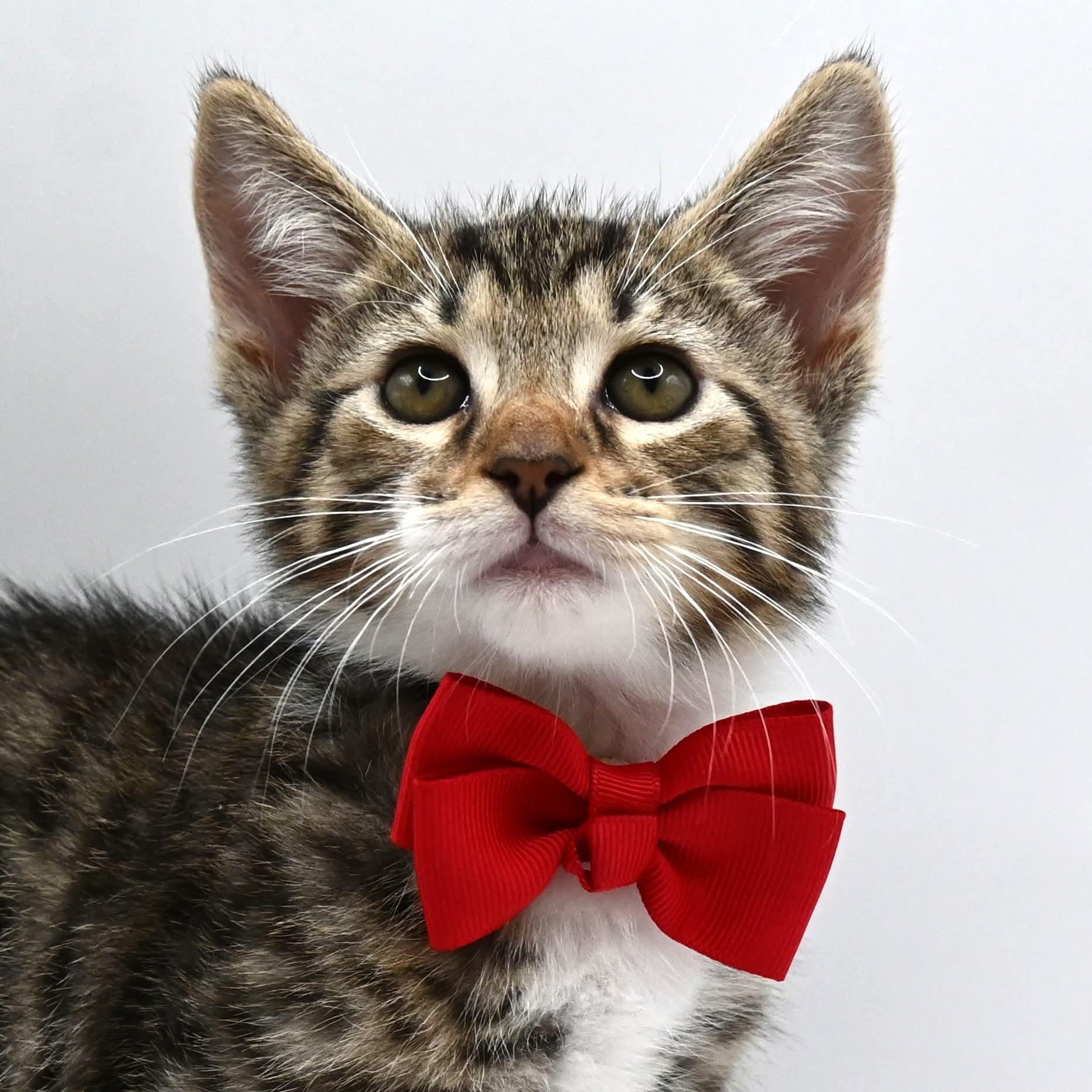 Lucas, a Adoptable mixed breed in South Amboy, NJ image 5/6