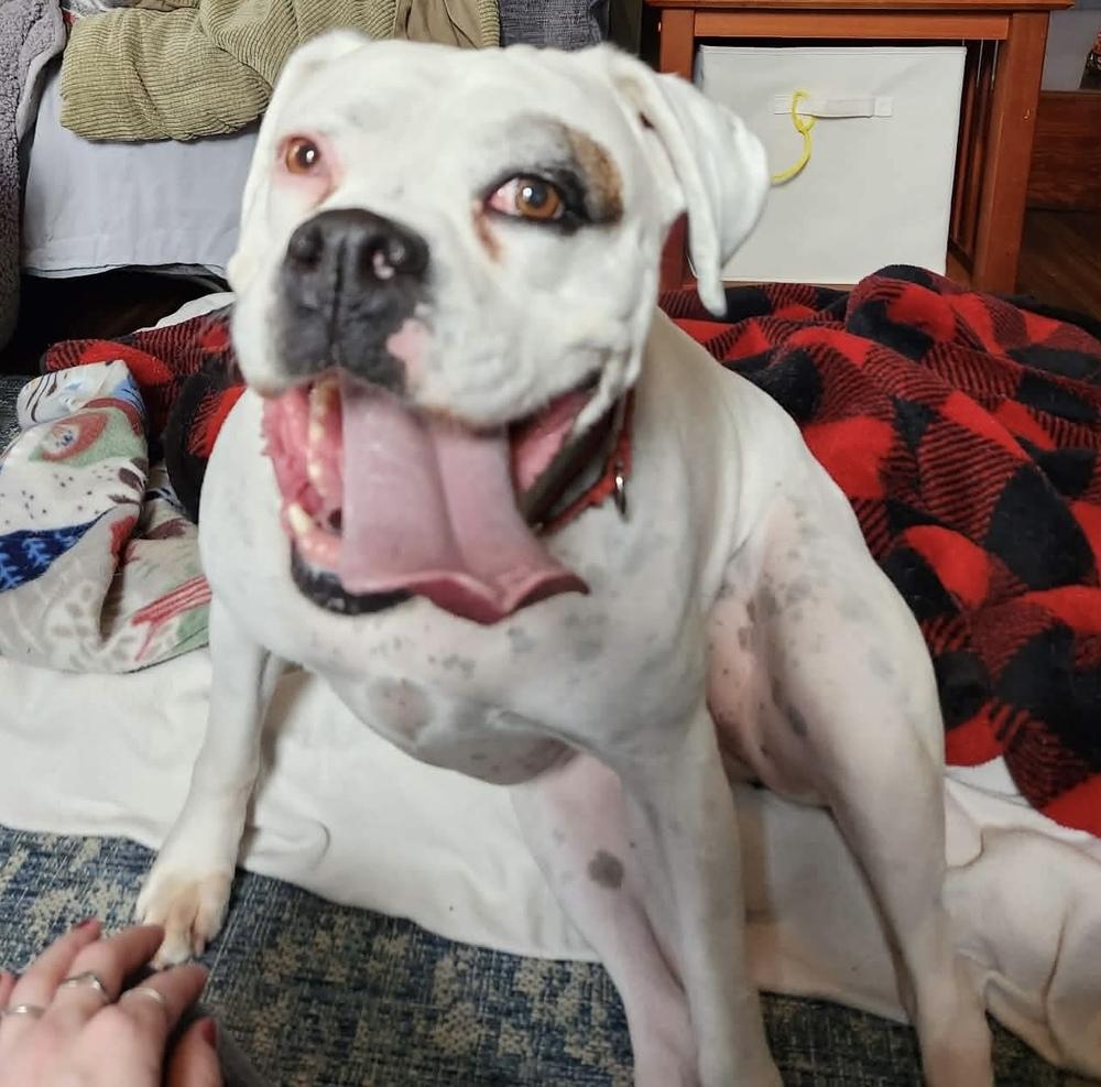 Enlarge Sweetie Pie, a Adoptable Boxer in Sanford, MI image 1/6