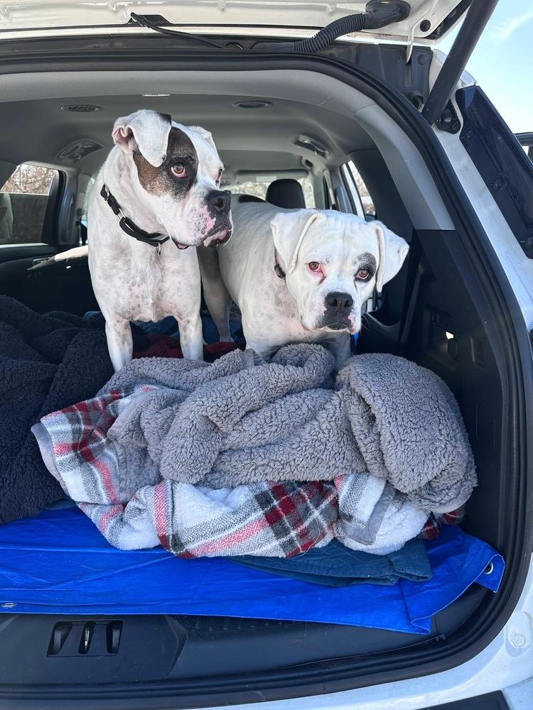 Enlarge Sweetie Pie, a Adoptable Boxer in Sanford, MI image 2/6