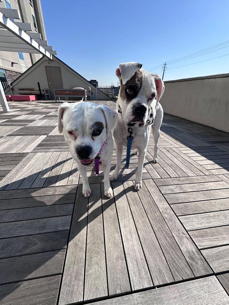 Enlarge Sweetie Pie, a Adoptable Boxer in Sanford, MI image 3/6