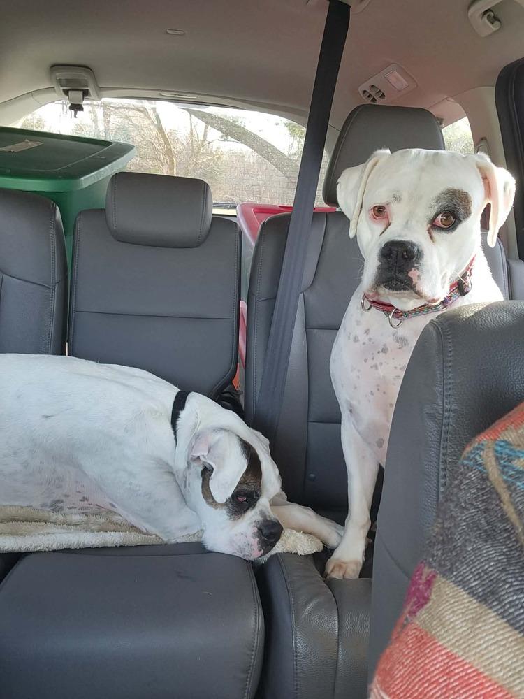 Enlarge Sweetie Pie, a Adoptable Boxer in Sanford, MI image 4/6