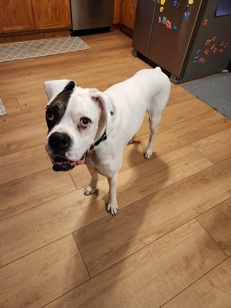 Enlarge Sweetie Pie, a Adoptable Boxer in Sanford, MI image 5/6