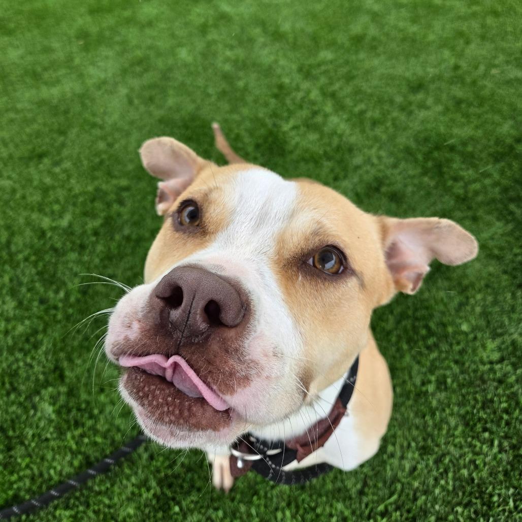 Mona Lisa, Adoptable, Adult Female Mixed Breed & Mixed Breed.
