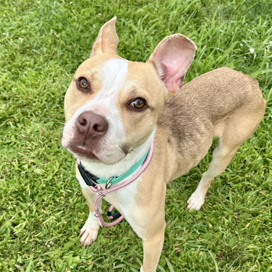 Enlarge Mona Lisa, a Adoptable mixed breed in Binghamton, NY image 2/4