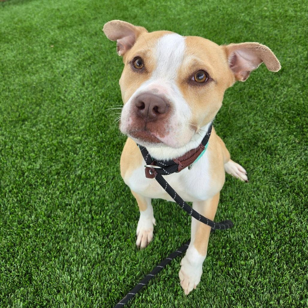 Enlarge Mona Lisa, a Adoptable mixed breed in Binghamton, NY image 3/4