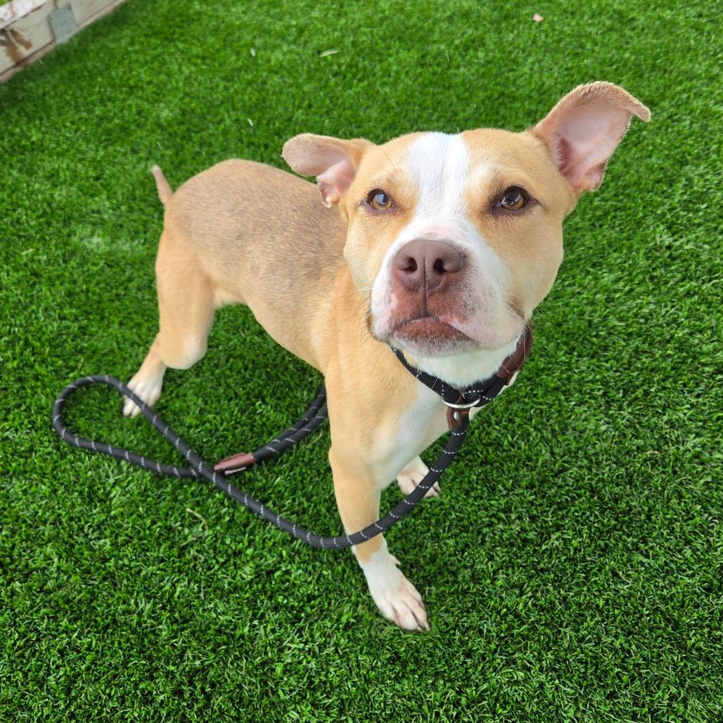 Enlarge Mona Lisa, a Adoptable mixed breed in Binghamton, NY image 4/4