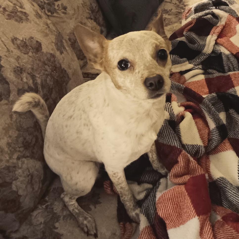 Enlarge Mandi, a Adoptable mixed breed in Cashmere, WA image 1/2