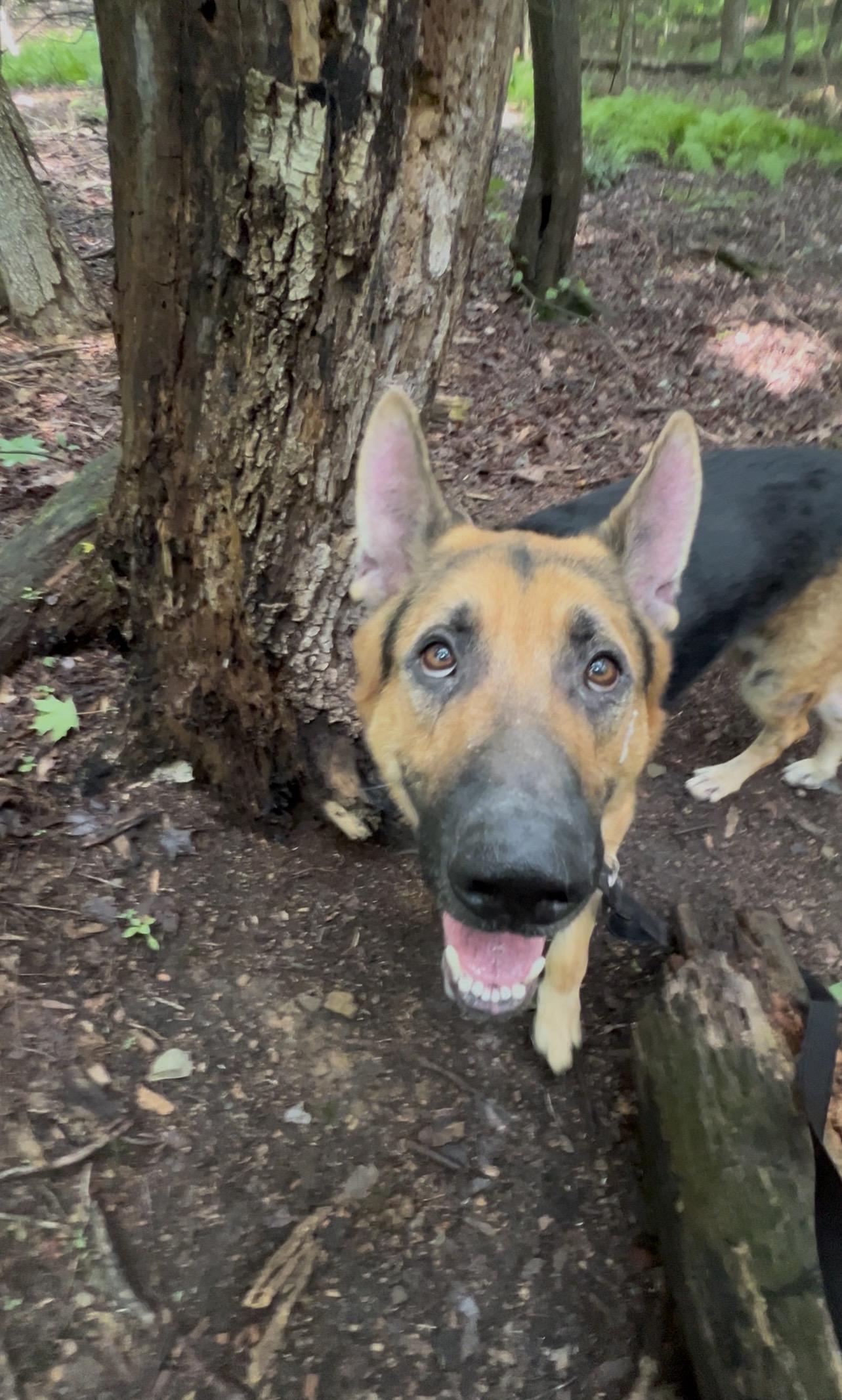 Enlarge GLOCKENSPIEL, a Adopted German Shepherd Dog in Millerstown, PA image 4/6