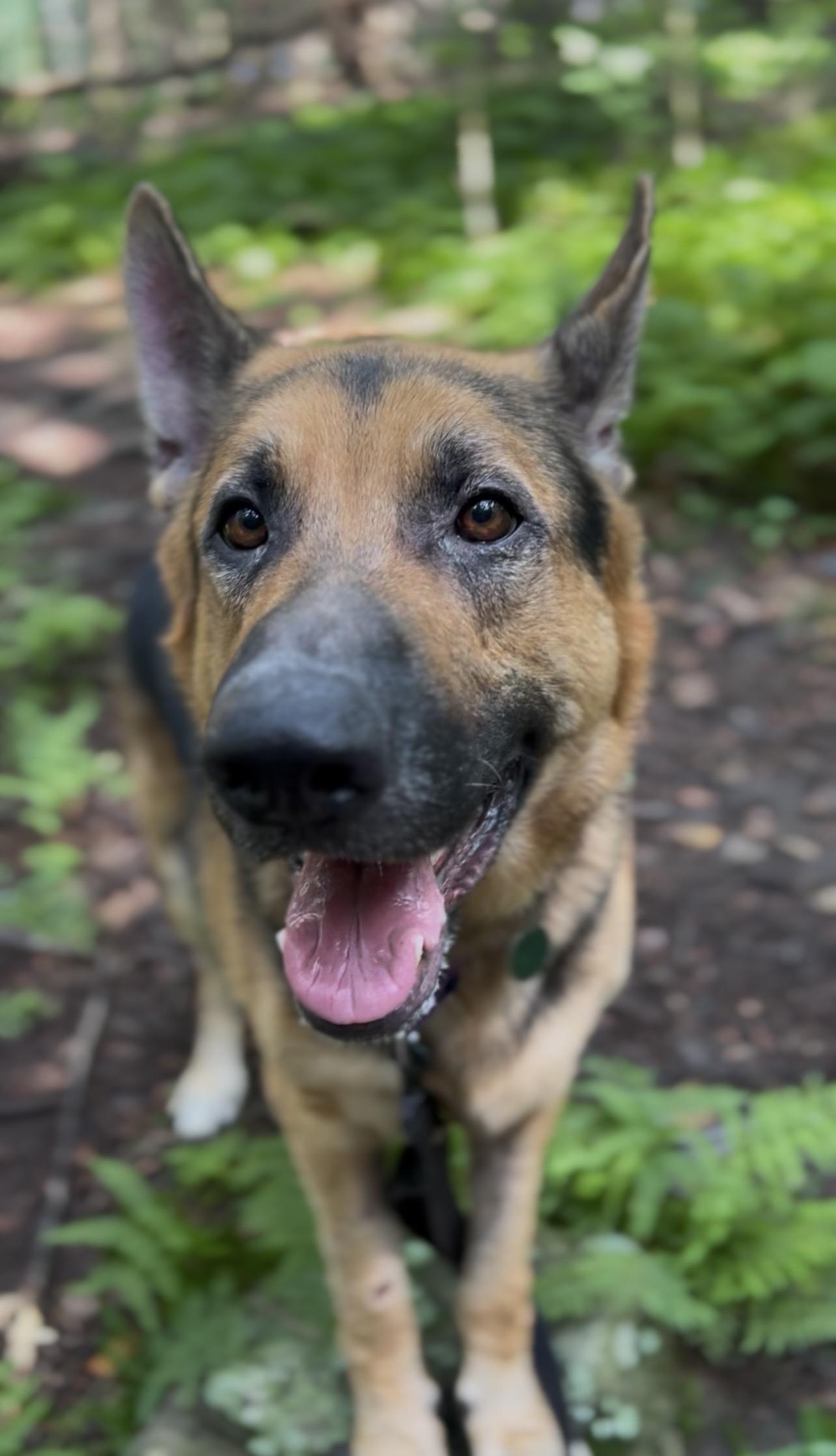 GLOCKENSPIEL, Adopted, Adult Male German Shepherd Dog.
