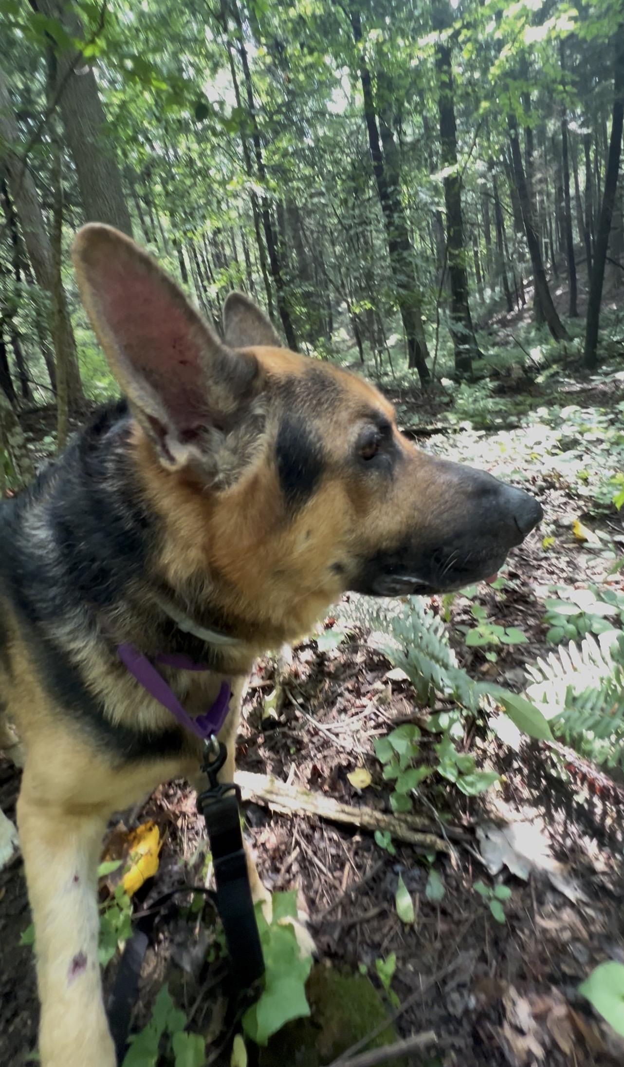 Enlarge GLOCKENSPIEL, a Adopted German Shepherd Dog in Millerstown, PA image 6/6
