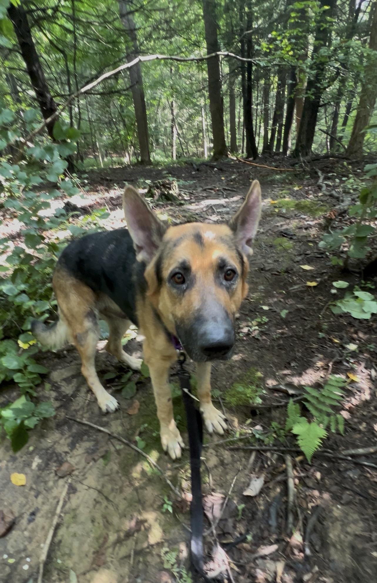 Enlarge GLOCKENSPIEL, a Adopted German Shepherd Dog in Millerstown, PA image 3/6