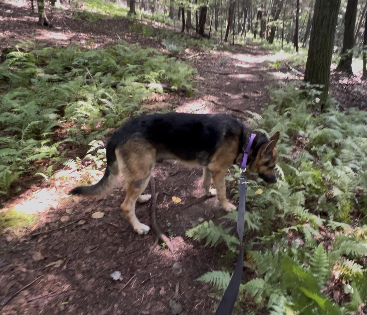 Enlarge GLOCKENSPIEL, a Adopted German Shepherd Dog in Millerstown, PA image 2/6