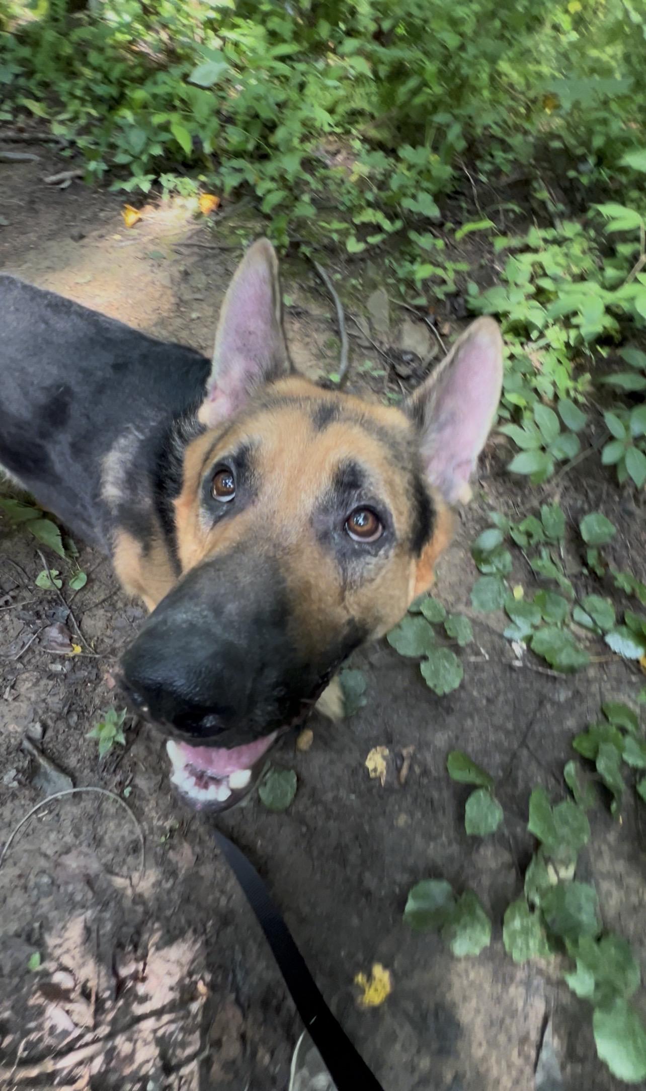 Enlarge GLOCKENSPIEL, a Adopted German Shepherd Dog in Millerstown, PA image 5/6