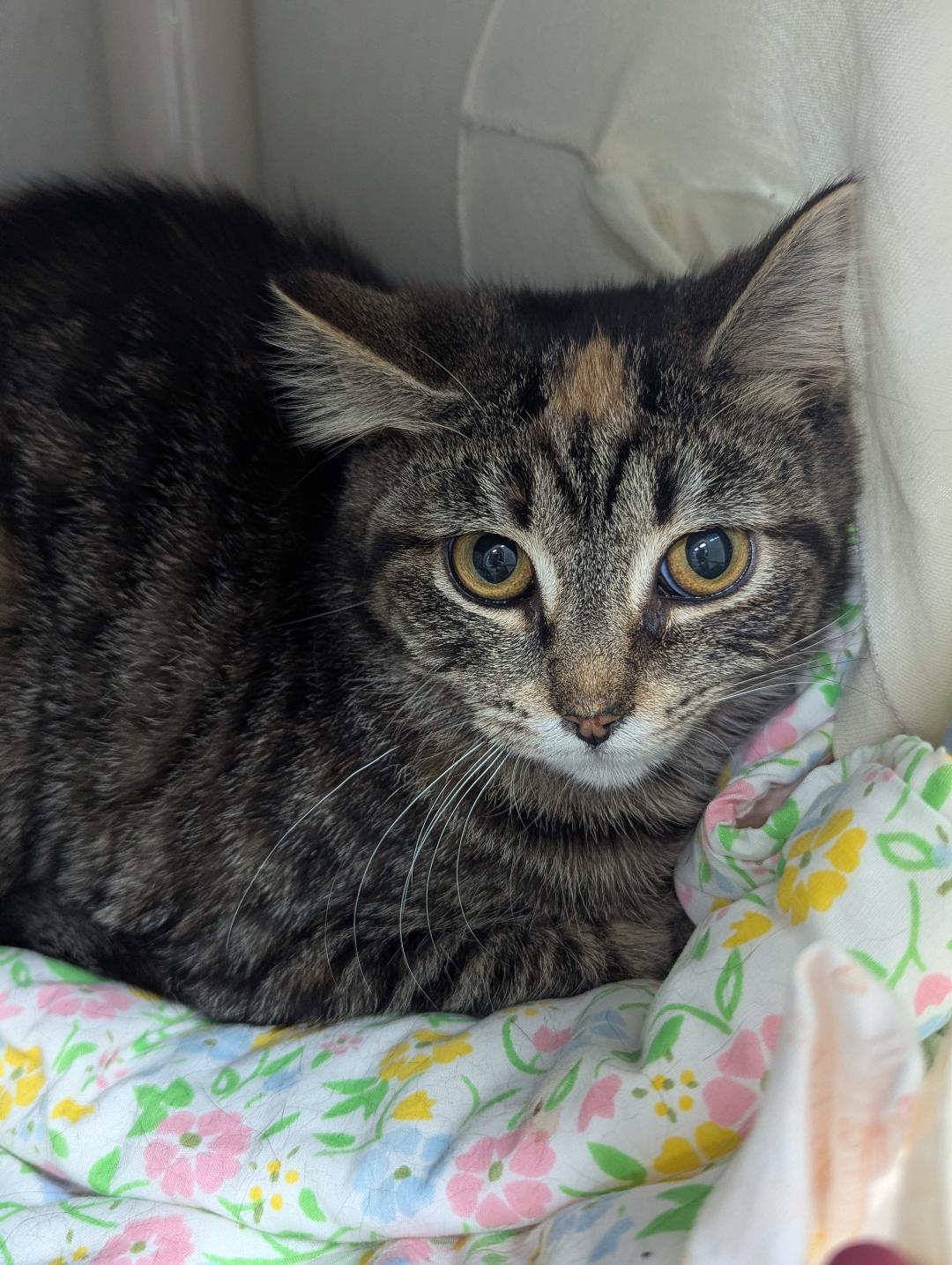 Fiona, ADOPTABLE, Young Female Domestic Short Hair.