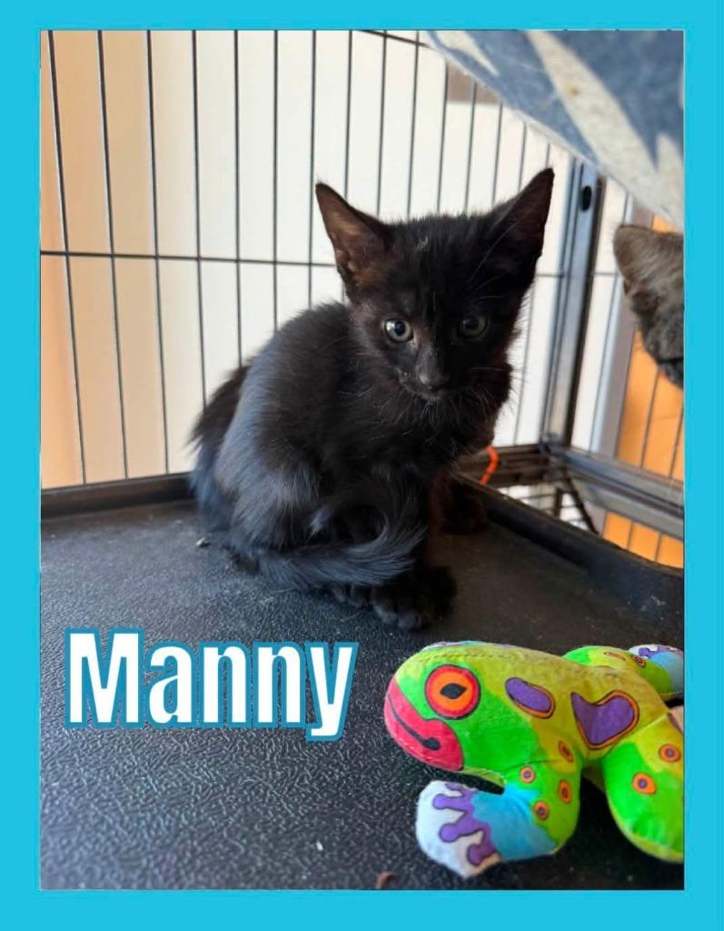 Enlarge Manny, a Adoptable mixed breed in Bossier City, LA image 2/2
