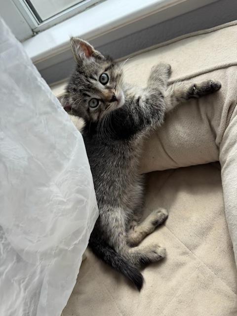 Tulip, Baby Female unknown