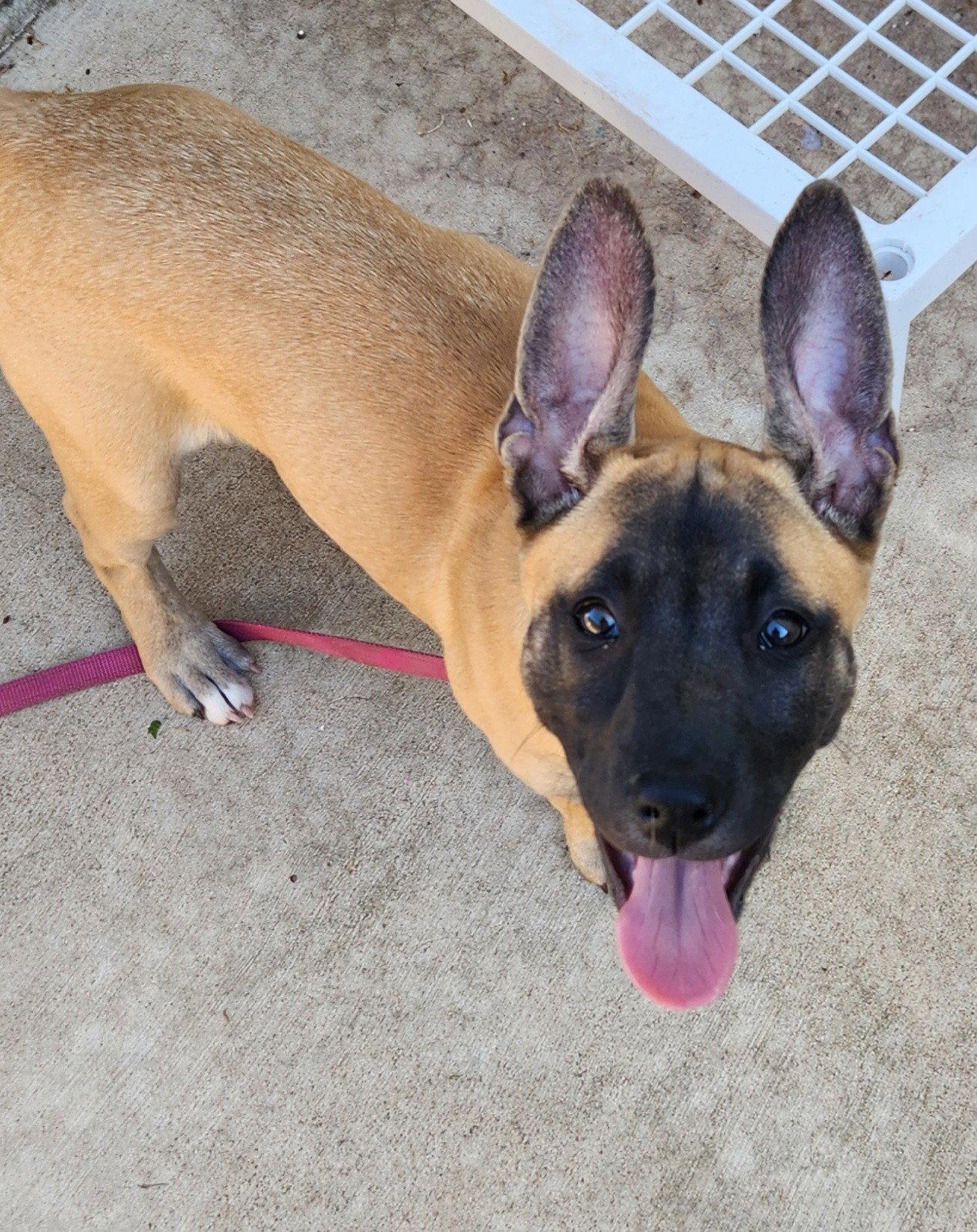 Enlarge Mickey, a Adoptable mixed breed in Clinton, OK image 1/3
