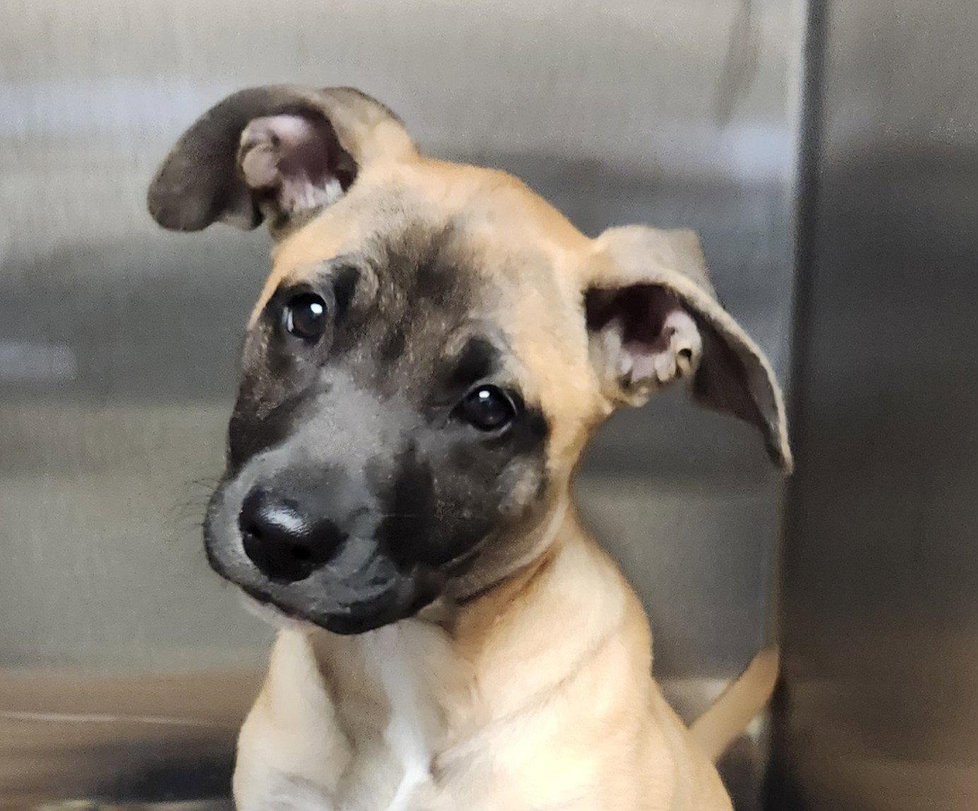 Enlarge Mickey, a Adoptable mixed breed in Clinton, OK image 2/3