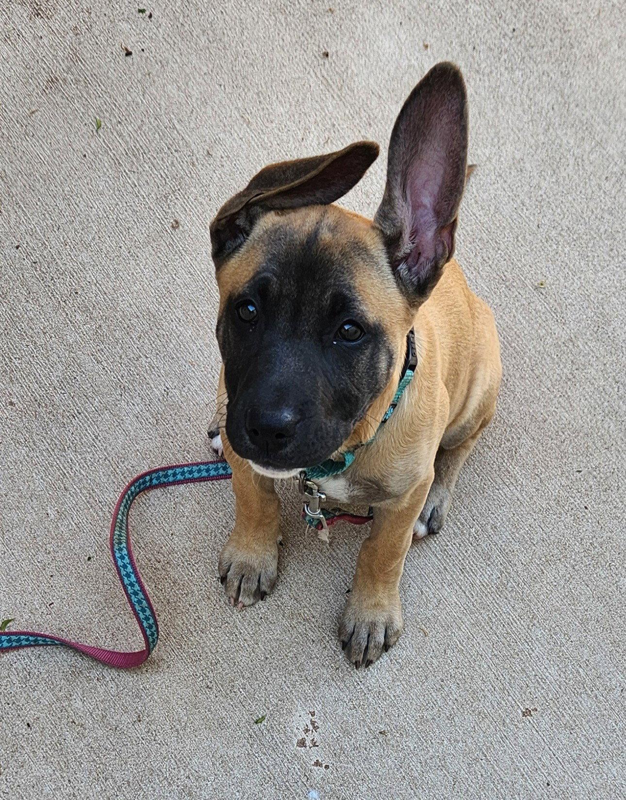 Enlarge Mickey, a Adoptable mixed breed in Clinton, OK image 3/3