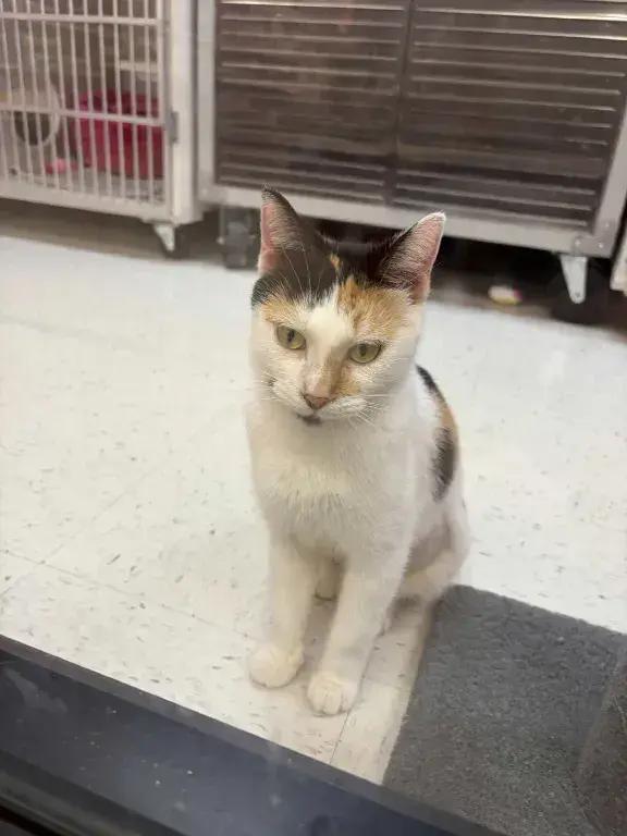 Princess, Adoptable, Adult Female Domestic Short Hair.