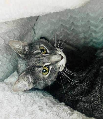 Fancy Pants, Adoptable, Adult Male Domestic Short Hair & Domestic Short Hair.