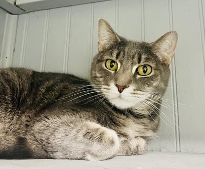 Enlarge Fancy Pants, a Adoptable mixed breed in Savannah, GA image 2/3