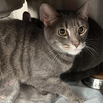 Enlarge Fancy Pants, a Adoptable mixed breed in Savannah, GA image 3/3