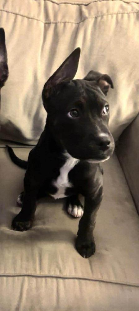 Enlarge Spot, a Adoptable mixed breed in Amherst, NY image 1/3