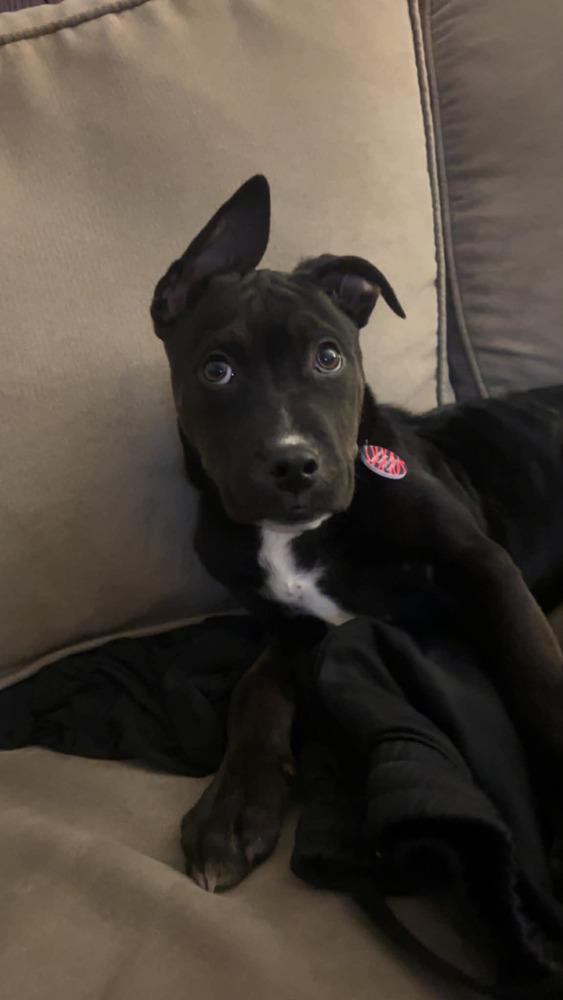 Enlarge Spot, a Adoptable mixed breed in Amherst, NY image 3/3