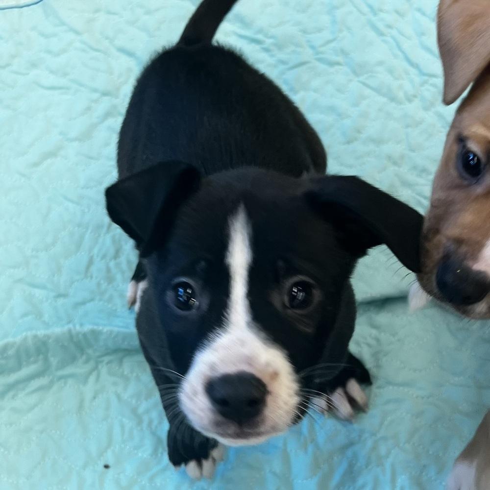 Mocha - 25280, Adoptable, Puppy Female Pit Bull Terrier.