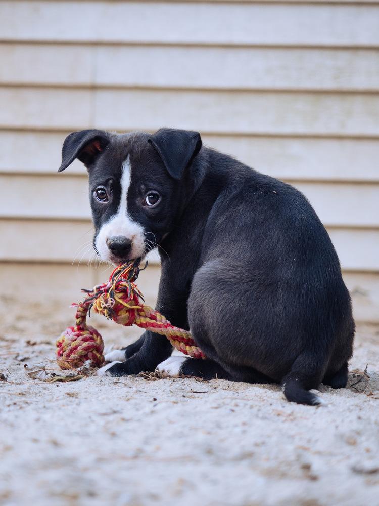 Mocha - 25280, Adoptable, Puppy Female Pit Bull Terrier.