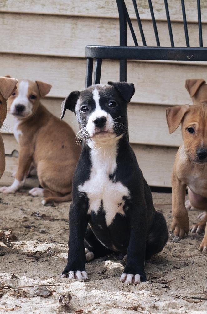 Enlarge Mocha - 25280, a Adoptable mixed breed in Armonk, NY image 2/4